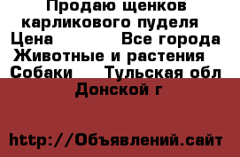 Продаю щенков карликового пуделя › Цена ­ 2 000 - Все города Животные и растения » Собаки   . Тульская обл.,Донской г.